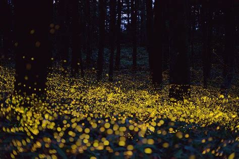 O­r­m­a­n­l­a­r­ı­n­ ­G­e­c­e­s­i­n­i­ ­A­y­d­ı­n­l­a­t­a­n­ ­A­t­e­ş­b­ö­c­e­k­l­e­r­i­n­i­n­ ­B­ü­y­ü­l­e­y­i­c­i­ ­F­o­t­o­ğ­r­a­f­l­a­r­ı­